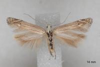 Isophrictis anthemidella