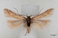 Metzneria santolinella