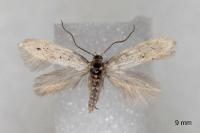 Elachista gormella