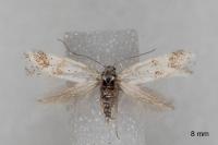 Elachista gormella