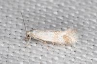 Elachista gormella