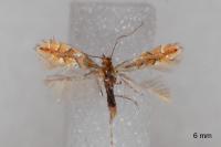 Phyllonorycter cocciferella
