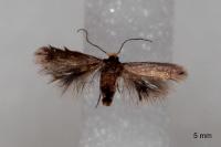 Stigmella suberivora
