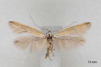 Coleophora brunneosignata