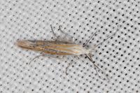 Coleophora brunneosignata