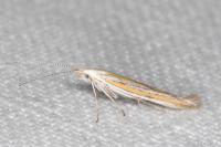 Coleophora brunneosignata