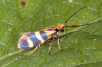 Micropterix aglaella