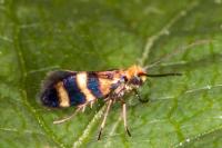 Micropterix aglaella