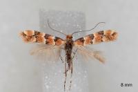 Phyllonorycter trifasciella