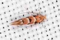 Phyllonorycter trifasciella
