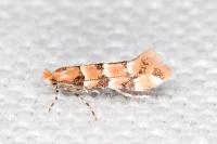 Phyllonorycter trifasciella