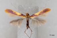 Caloptilia alchimiella