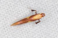Caloptilia alchimiella