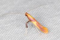 Caloptilia alchimiella