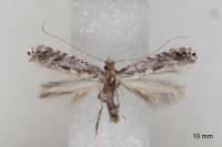 Parornix torquillella