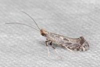 Parornix torquillella