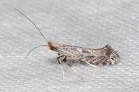 Parornix torquillella