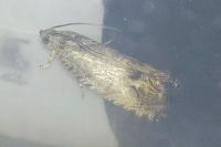 Cydia splendana