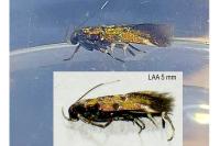 Pancalia leuwenhoekella
