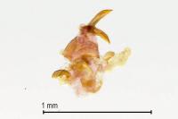 Pancalia leuwenhoekella
