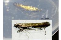 Coleophora alcyonipennella