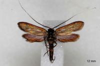 Cauchas albiantennella