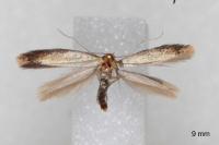 Coptotriche marginea