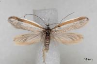 Pleurota ericella