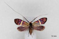 Adela australis