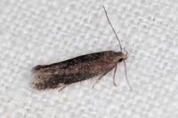 Aproaerema anthyllidella