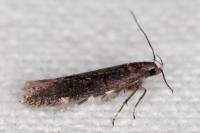 Aproaerema anthyllidella
