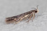 Aproaerema anthyllidella