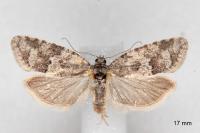 Cnephasia communana
