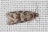 Cnephasia communana