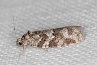 Cnephasia communana
