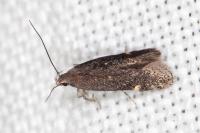 Aproaerema anthyllidella