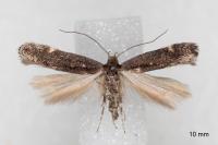 Aproaerema anthyllidella