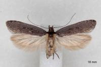 Neofaculta ericetella