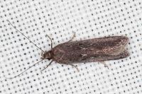 Neofaculta ericetella
