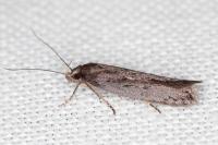 Neofaculta ericetella