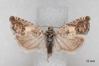 Cydia ilipulana