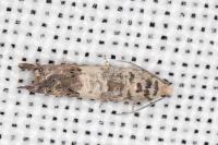 Cydia ilipulana