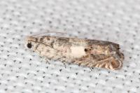 Cydia ilipulana
