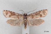 Rhyacionia maritimana