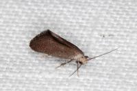 Elachista pigerella