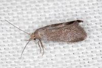 Elachista pigerella