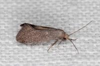 Elachista pigerella