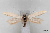 Megacraspedus gallicus
