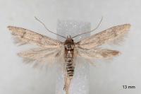Blastobasis phycidella