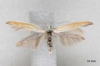 Coleophora oriolella